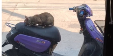 How To Prevent Cats From Clawing Bike Seats 