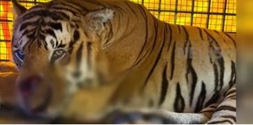 The Man - Eating Tiger translocated to Puthur Zoo