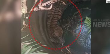 A tiger fell into a well in Munnanakuzhi, Wayanad