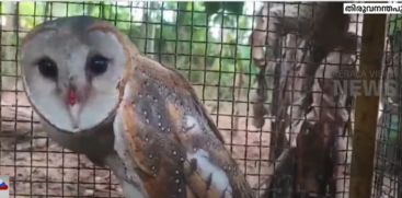 KSEB employee Suresh rescued the injured owl and handed it over to the forest department