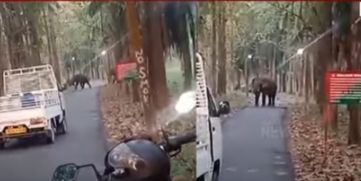 Herd of Elephants Block Road in Athirappilly