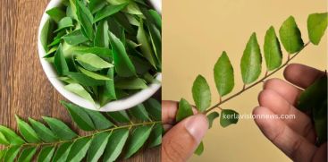 Curry leaves and nutritional benefits…