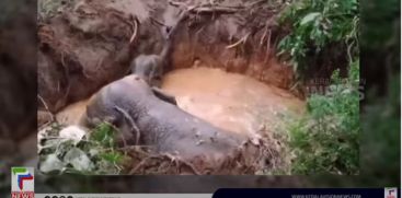 The elephant and the baby fell into the well; Rescued by locals and forest department