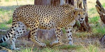 Another Cheetah Brought From South Africa Died 