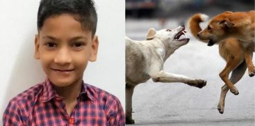 Nihal dies by Stray dog Attack; Inquest report