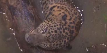 Leopard fell into the well at Kannur