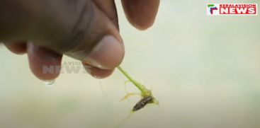 2 tons of seed purchased from seed production center did not germinate; Farmers in crisis