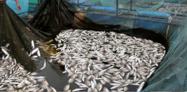 kufos-s-crucial-report-unveiling-the-mystery-behind-mass-fish-deaths-in-periyar