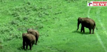 A herd of wildelephants in Idukki Munnar Mattupetti is feasting the eyes of tourists