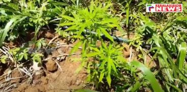 
Cannabis plant found near Ramakalmedu tourist spot