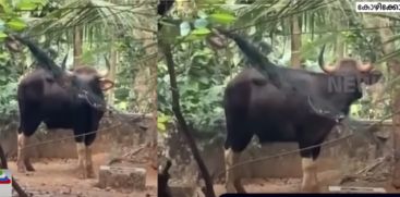 A wild buffalo has again entered the residential area of ​​Kozhikode