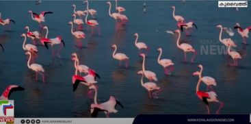 Migratory birds grace the shores of Kuwait