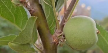 
Kanthalur's Apple Orchard; A place where apples are cultivated on an industrial basis in Kerala