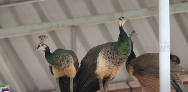 A group of peacocks in the yard and terrace of the house