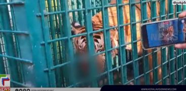 It has been decided to undergo surgery for the wound on the face of the cannibal tiger caught from Wayanad 