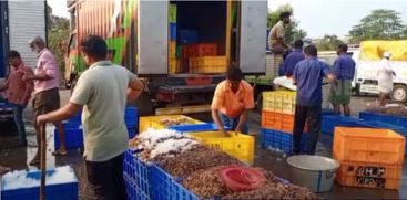 climate change; As the availability of fish has decreased, the days of the fishermen are dry