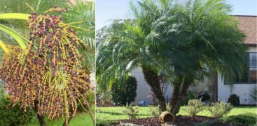 Pygmy Date Palm In Idukki