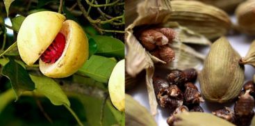 After cardamom, nutmeg also comes down in price