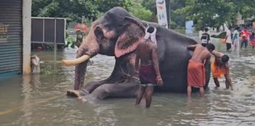 The elephant was bathed in a pond on the Kunnamkulam-Vadakancherry state highway