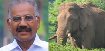 Favourable Opinion for protecting Arikkomban; AK Saseendran