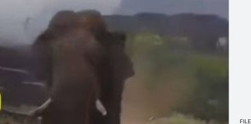 ELEPHANT ATTACK 