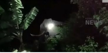 Residential areas of Idukki struggling with wild elephants