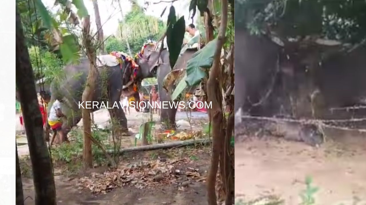 video-of-an-elephant-turns-violent-while-festival-in-temple-thrissur