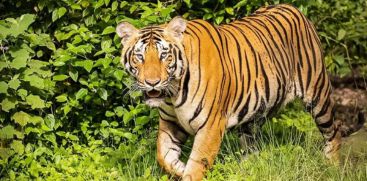 Another tiger attack in Wayanad