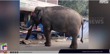 Padayappa landed again at Munnar Echo Point