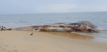 LARGE WHALE DEAD BODY FOUND NEAR SHORE OF THRISSUR