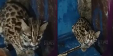 A tiger entered the house and turned into a cat; the incident happened in Idukki Vattavada