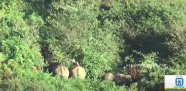 Wild elephants herd again in Idukki Munnar