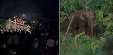 Thanneerkomban, the captured wild elephant from Mananthavadi, died