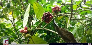 The price of coffee beans is rising