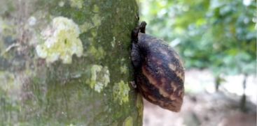 Hordes of snails destroy crops; African snails are a threat in vadakethara