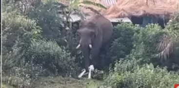 Wild Elephant Spotted 