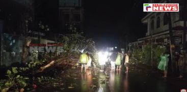 Due to the heavy rains, trees were uprooted at many places on the Kannur-Thaliparam National Highway