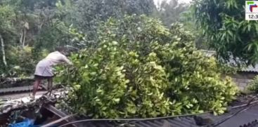 House destroyed by falling tree in Karunapuram, Idukki; The sheet broke and fell on the woman's head