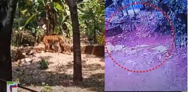 The forest department was unable to capture the tiger that came down to the Kannur 