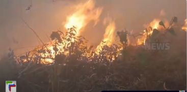 A forest fire broke out in the Idukki upputhara and burnt acres of crops