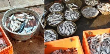 Stale fish Seized in Nedumangad Fish Market