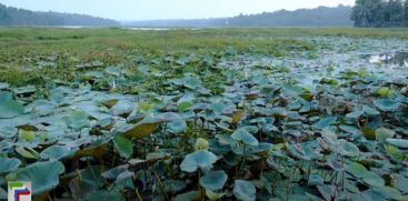 Suffocating Vellaiyakal; Locals throw alum used for water purification in the lake