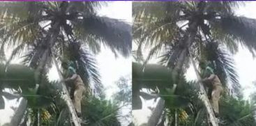 ACCIDENT IN ANCHERI WHILE COCONUT CLIMBING