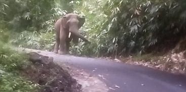 Kabali, the wild elephant blocked the way again