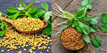 Despite its bitter taste, fenugreek is rich in nutrients