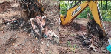 Wild Elephant body found in Thrissur