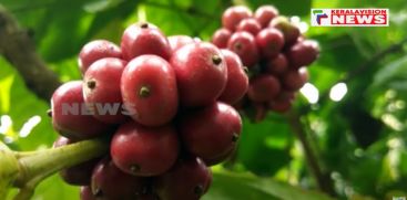 After cocoa, coffee prices also fell, dashing farmers' expectations