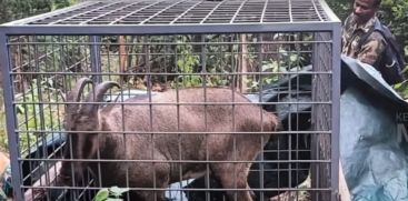 Nilgiri tahr that attacked five people in Idukki Marayur