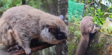 Flying Squirrel In Koothattukulam 