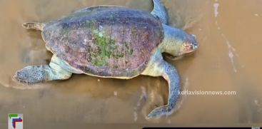 Dead sea turtle washed ashore at Kaypamangalam 